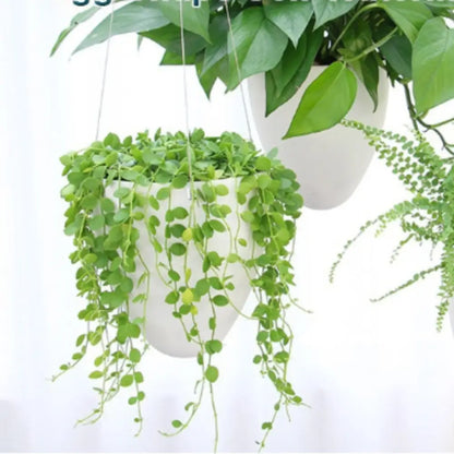 Pot de fleur suspendu cuisine