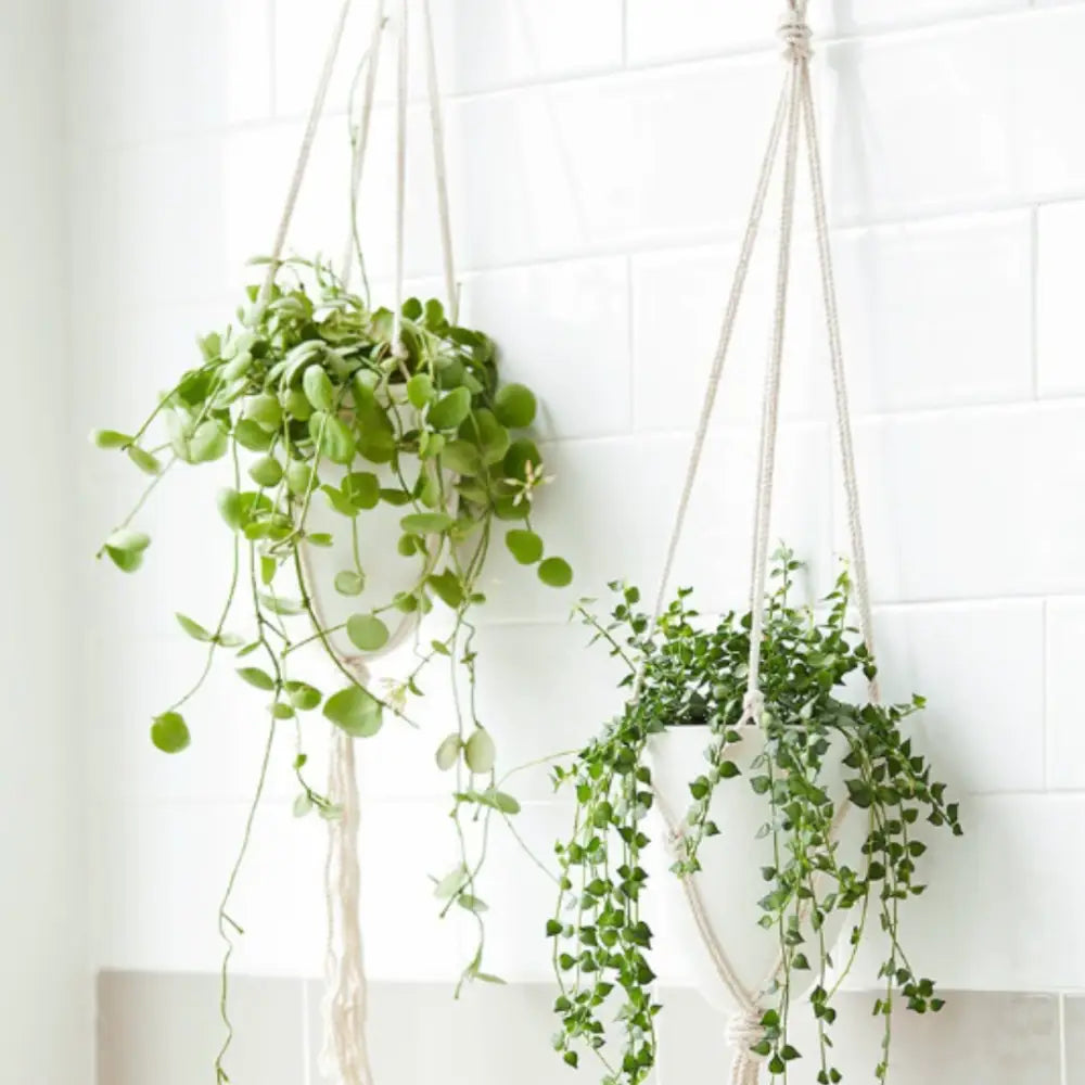 Pot de fleur suspendu cuisine