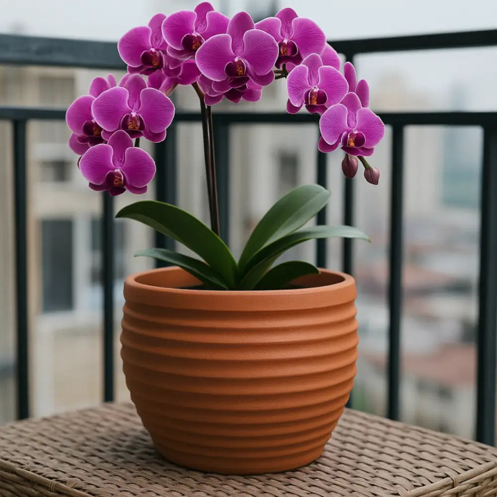 Pot de fleur terre cuite 20 cm